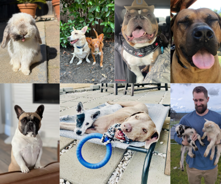 Collage of different animals, including bunnies, dogs and cats